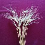 Siyez Buğday’ının Özellikleri