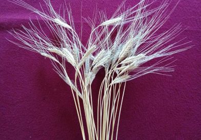 Siyez Buğday’ının Özellikleri